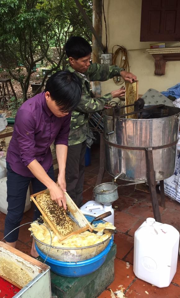 Canh quay mat ong hoa nhan dang vao mua 